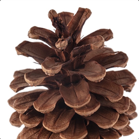 Pinecones Bag by Ashland Cinnamon Scented 3 Dry Quarts 10 pcs 2”-3” Each - Picture 3 of 3